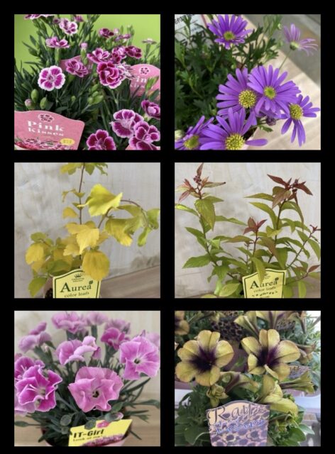 春の植物